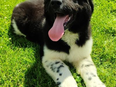 Beautiful Landseer Newfoundland Female Puppy