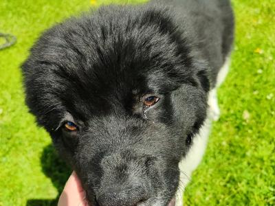 Beautiful Landseer Newfoundland Female Puppy