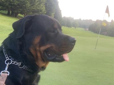 J.J the friendly Rottweiler