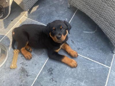 J.J the friendly Rottweiler