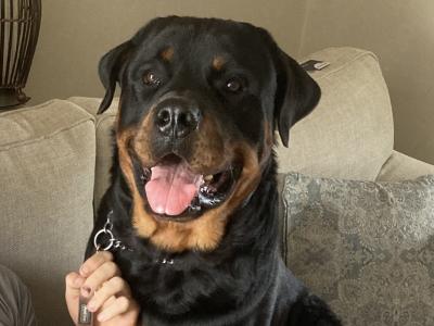 J.J the friendly Rottweiler