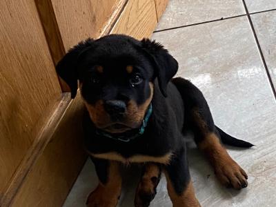 J.J the friendly Rottweiler