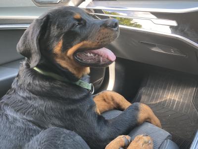 J.J the friendly Rottweiler