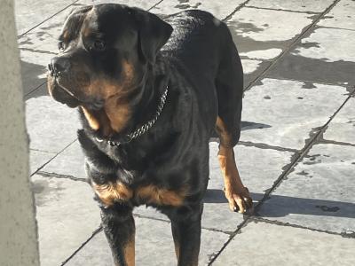J.J the friendly Rottweiler