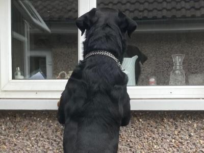 J.J the friendly Rottweiler