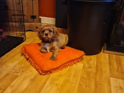 For sale male Cavalier King Charles Spaniel E350