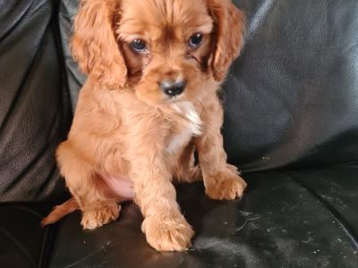 For sale male Cavalier King Charles Spaniel E350