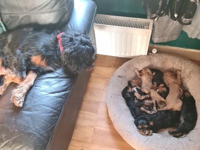 For sale male Cavalier King Charles Spaniel E350