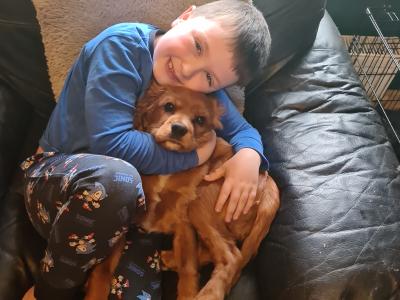For sale male Cavalier King Charles Spaniel E350