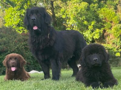 IKC Registered Pedigree Newfoundland puppies in Cork