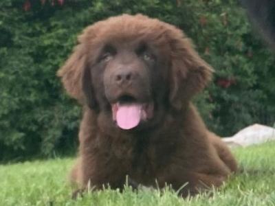 Very Rare Brown IKC Pedigree Newfoundland puppies in Cork