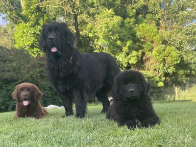 IKC Pedigree Newfoundland puppies in Cork