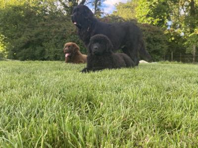 IKC Pedigree Newfoundland puppies in Cork