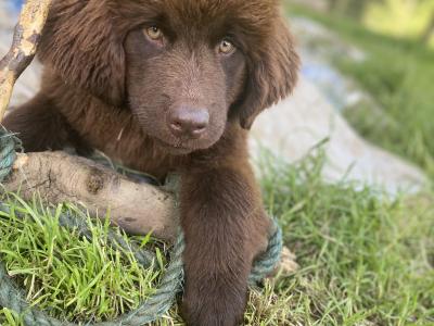 IKC Pedigree Newfoundland puppies in Cork
