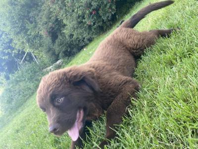 IKC Pedigree Newfoundland puppies in Cork