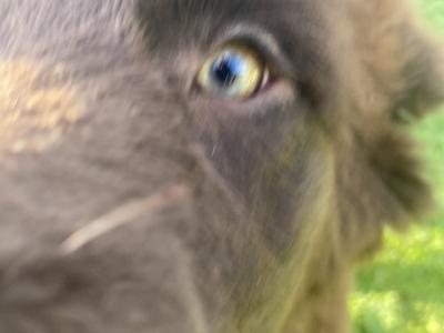 IKC Pedigree Newfoundland puppies in Cork