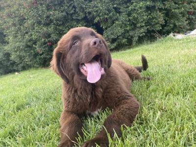 IKC Pedigree Newfoundland puppies in Cork
