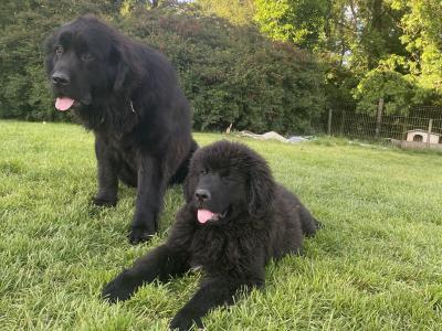 IKC Pedigree Newfoundland puppies in Cork