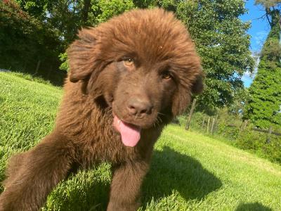 Very Rare Brown IKC Pedigree Newfoundland puppies in Cork