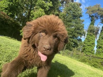 IKC Pedigree Newfoundland puppies in Cork