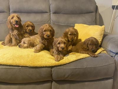 Red Cockapoo puppies for sale in Sligo