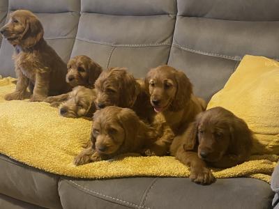 Red Cockapoo puppies for sale in Sligo
