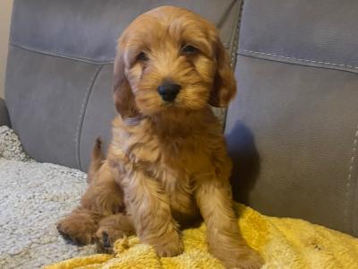 Red Cockapoo puppies for sale in Sligo
