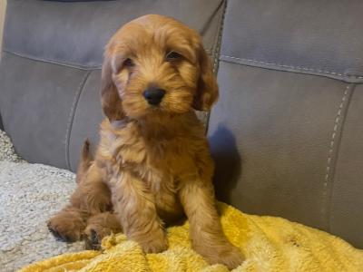 Red Cockapoo puppies for sale in Sligo