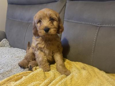 Red Cockapoo puppies for sale in Sligo
