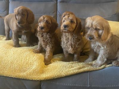 Red Cockapoo puppies for sale in Sligo