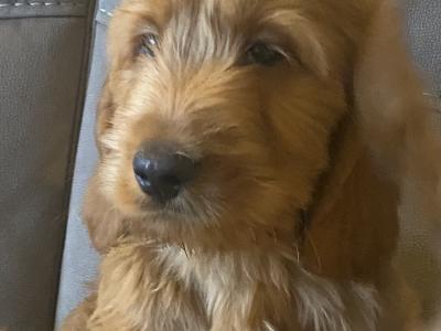 Red Cockapoo puppies for sale in Sligo