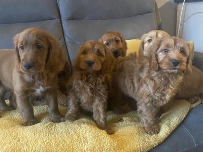 Red Cockapoo puppies for sale in Sligo