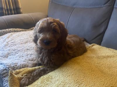 Red Cockapoo puppies for sale in Sligo