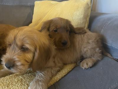 Red Cockapoo puppies for sale in Sligo