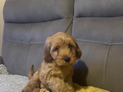 Red Cockapoo puppies for sale in Sligo