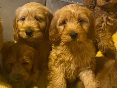 Red Cockapoo puppies for sale in Sligo