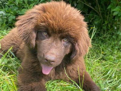 IKC Pedigree Newfoundland puppies in Cork