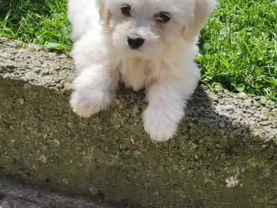 White female Cavachon puppy in Galway