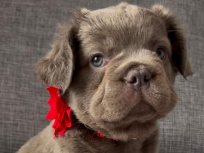 Beautiful fluffy French Bulldog puppies in Waterford