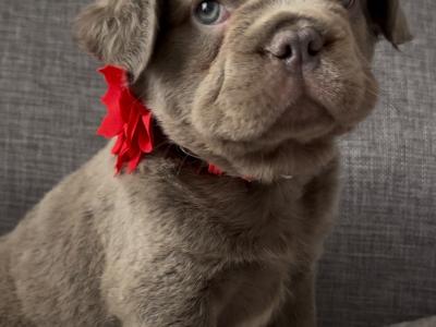 Beautiful fluffy French Bulldog puppies in Waterford