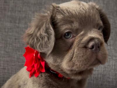 Beautiful fluffy French Bulldog puppies in Waterford