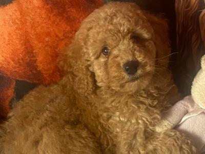Female Cavapoo puppy in Tipperary