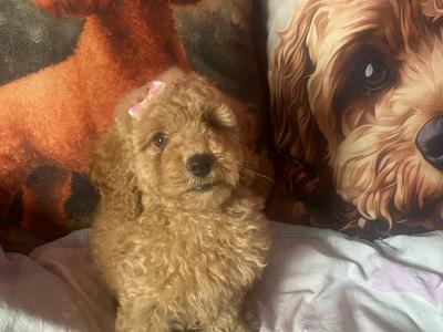Female Cavapoo puppy in Tipperary