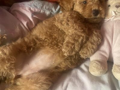 Female Cavapoo puppy in Tipperary