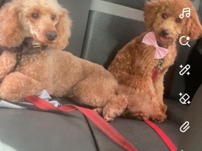Female Cavapoo puppy in Tipperary
