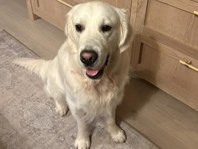 3 year old Friendly male Golden Retriever in Wicklow looking for a Family
