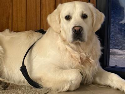 3 year old Friendly male Golden Retriever in Wicklow looking for a Family