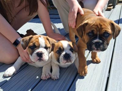 Old English Bulldog x French Bulldog puppies in Galway