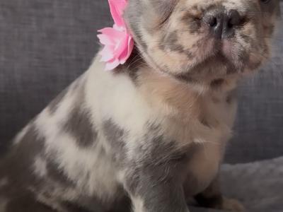 Beautiful fluffy French Bulldog puppies in Waterford