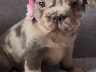Beautiful fluffy French Bulldog puppies in Waterford